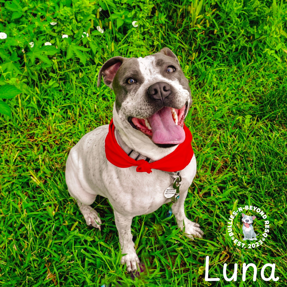 Luna, an adoptable Pit Bull Terrier in Omaha, NE, 68116 | Photo Image 4
