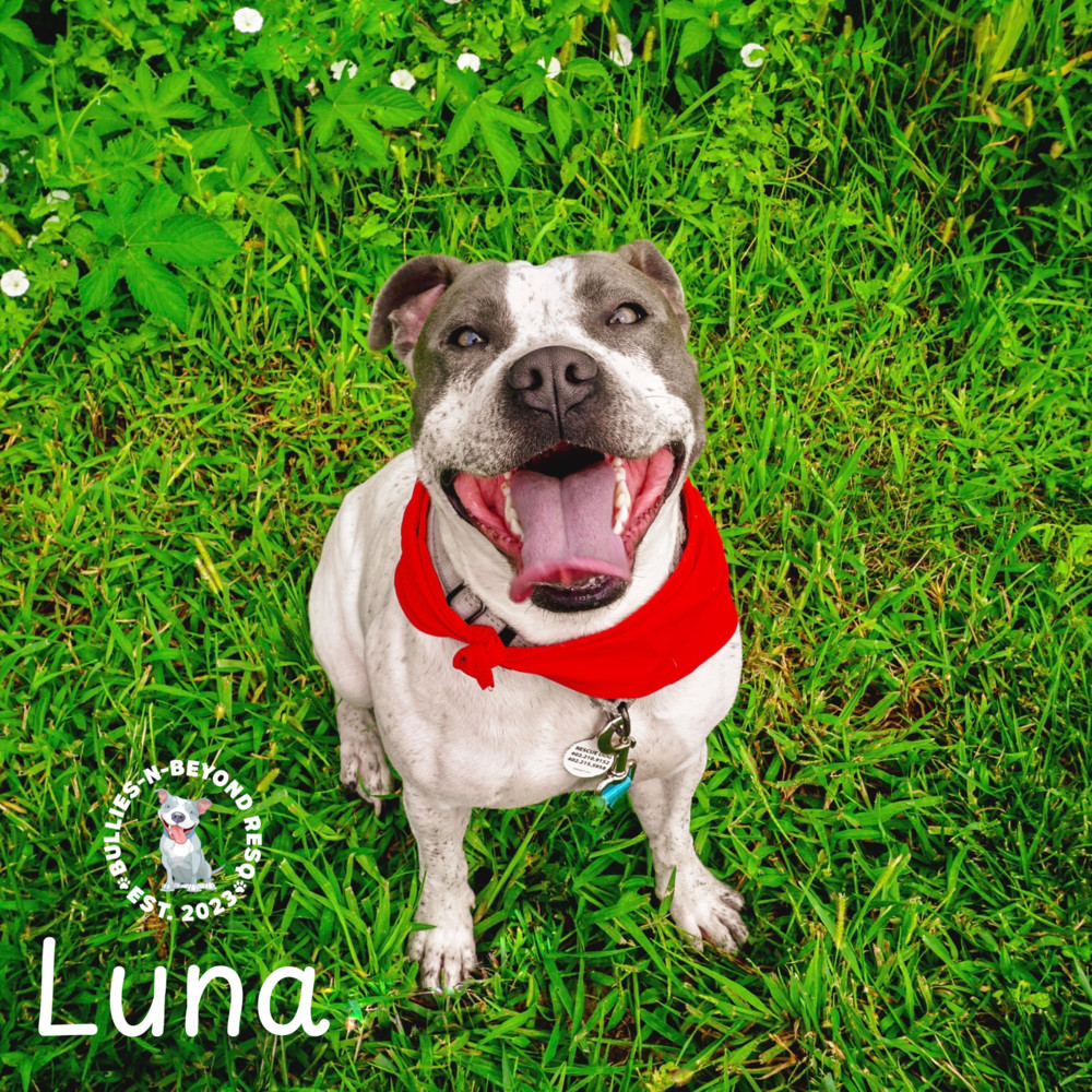 Luna, an adoptable Pit Bull Terrier in Omaha, NE, 68116 | Photo Image 5