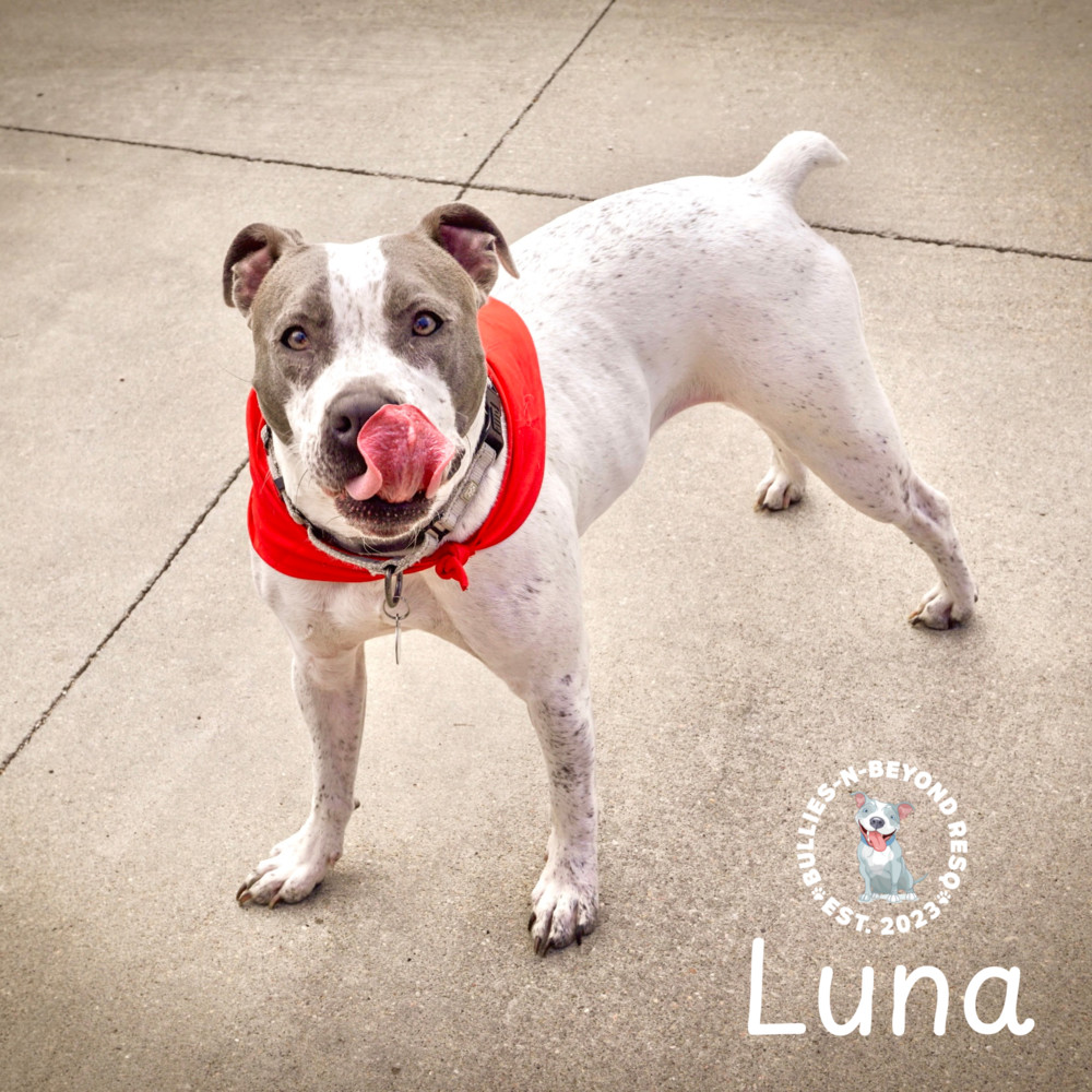 Luna, an adoptable Pit Bull Terrier in Omaha, NE, 68116 | Photo Image 6