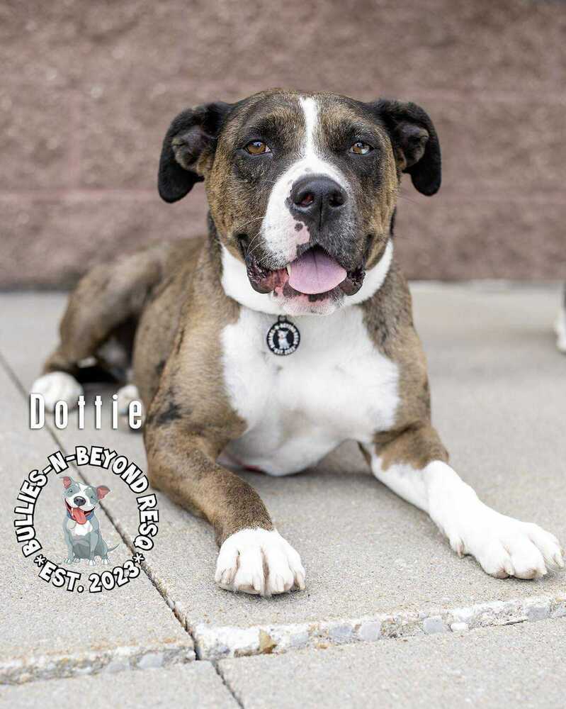 Dottie, an adoptable American Bulldog, American Bully in Omaha, NE, 68116 | Photo Image 1