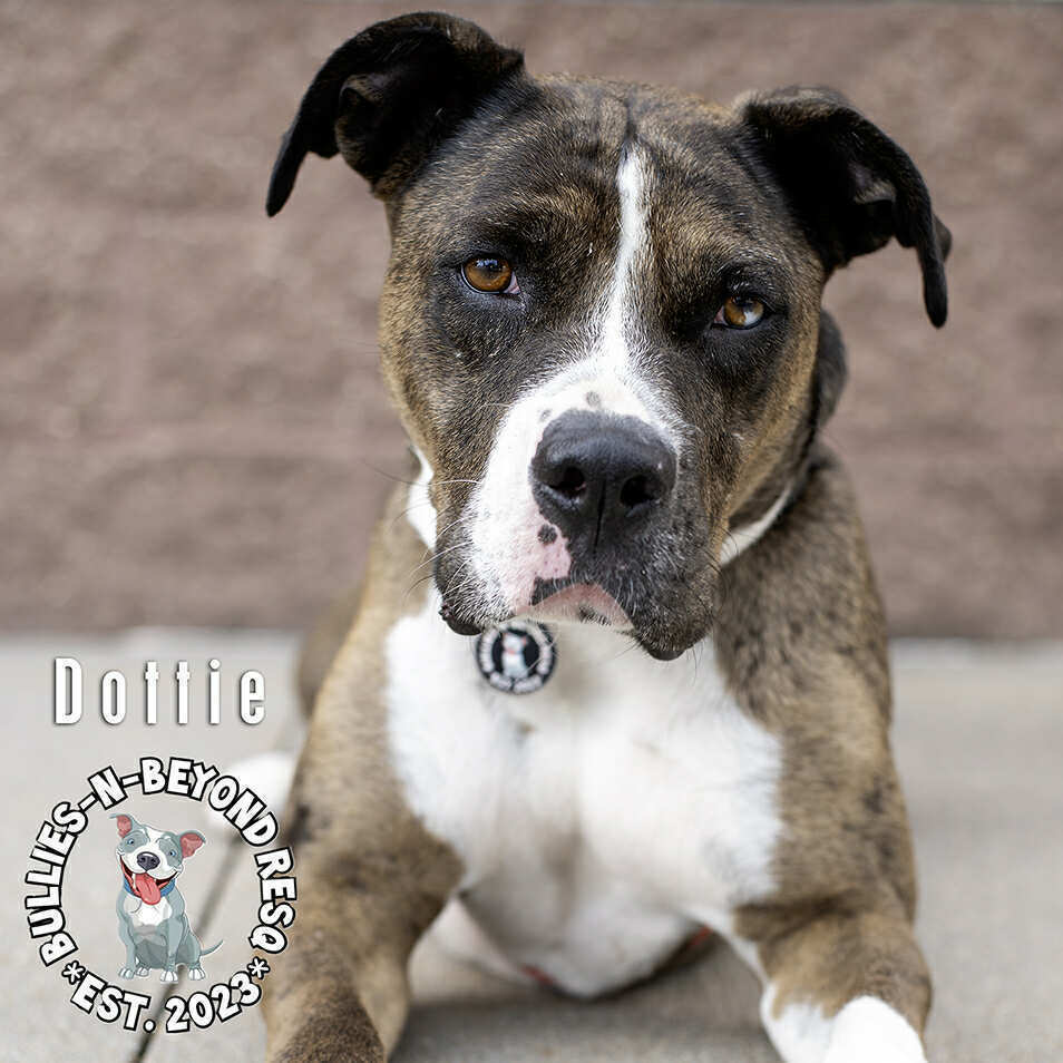 Dottie, an adoptable American Bulldog, American Bully in Omaha, NE, 68116 | Photo Image 2