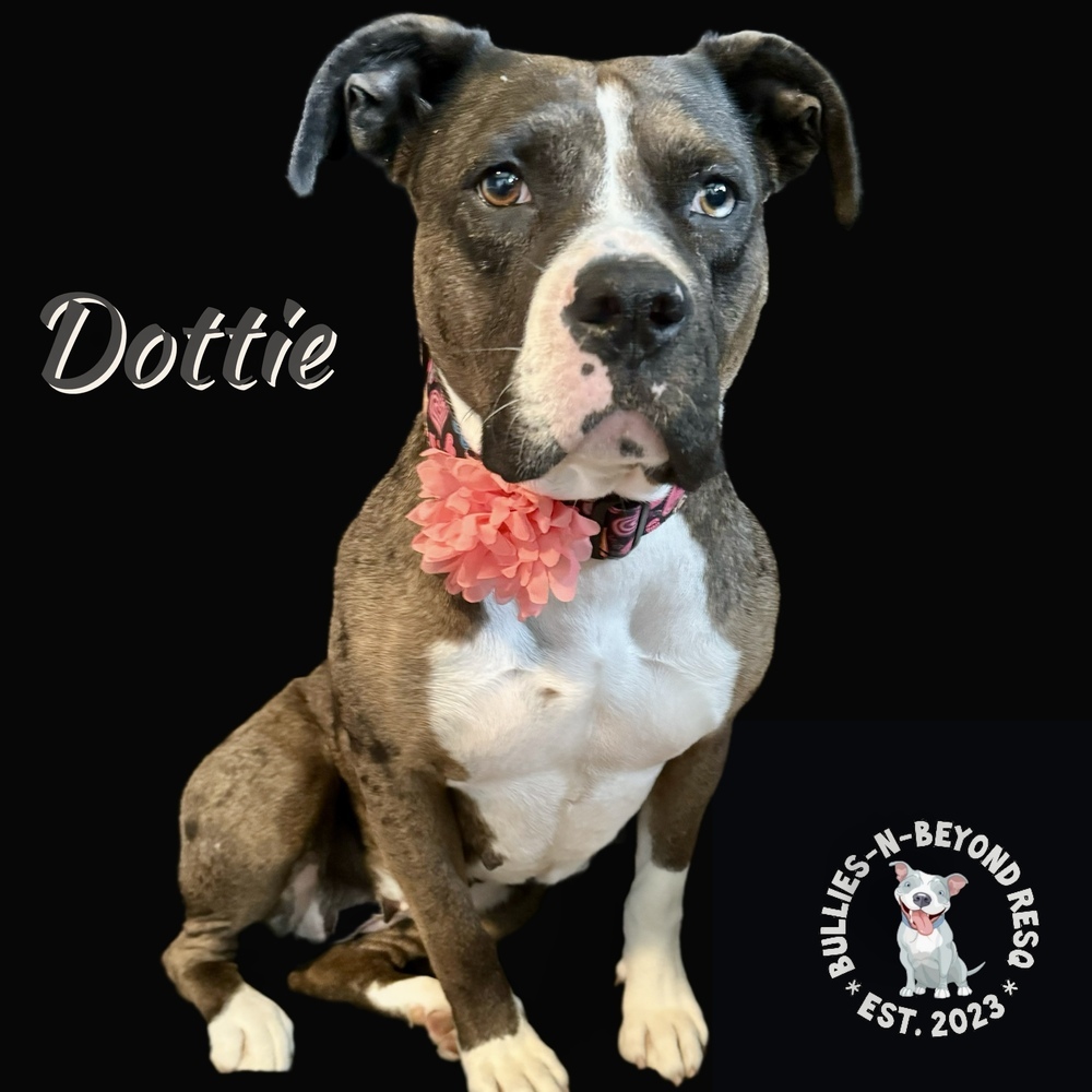 Dottie, an adoptable American Bulldog, American Bully in Omaha, NE, 68116 | Photo Image 3