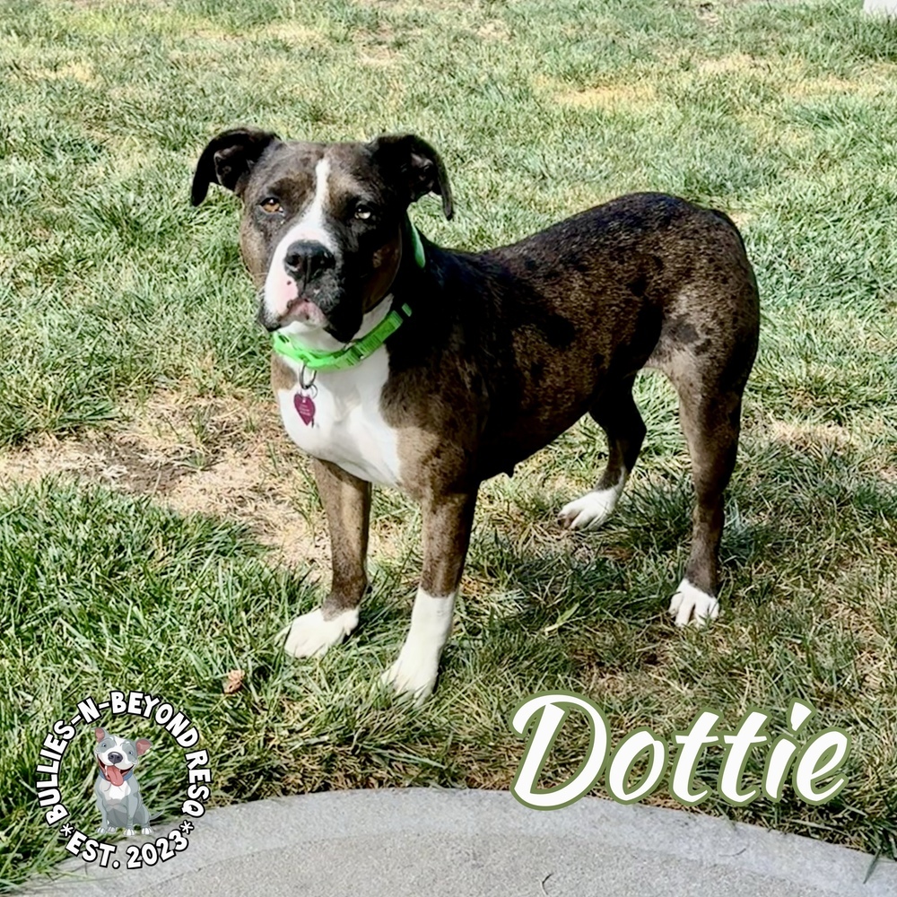 Dottie, an adoptable American Bulldog, American Bully in Omaha, NE, 68116 | Photo Image 4