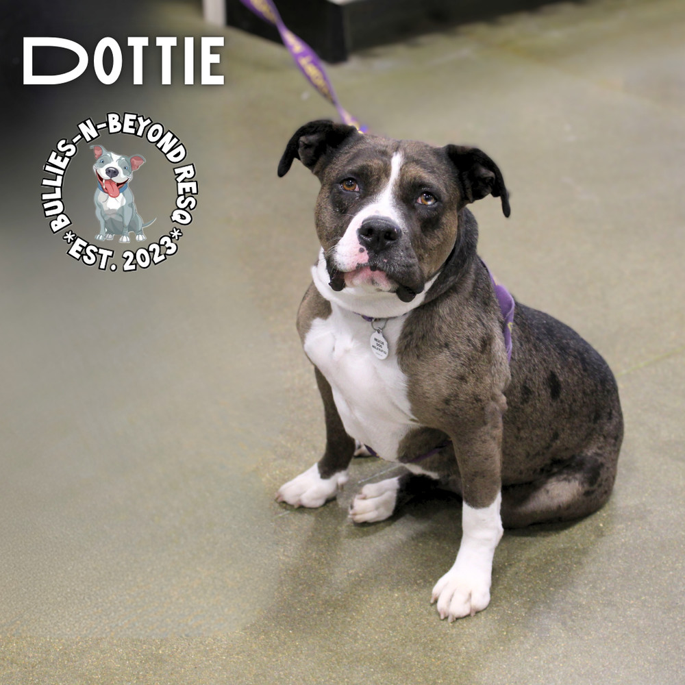 Dottie, an adoptable American Bulldog, American Bully in Omaha, NE, 68116 | Photo Image 5