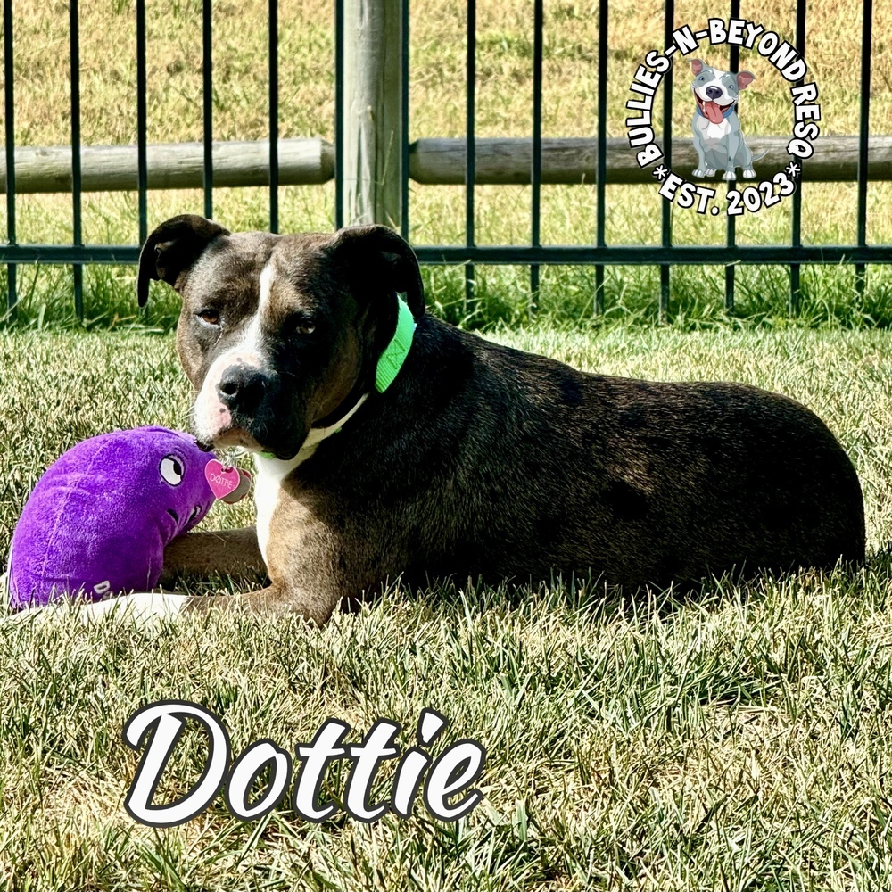 Dottie, an adoptable American Bulldog, American Bully in Omaha, NE, 68116 | Photo Image 6