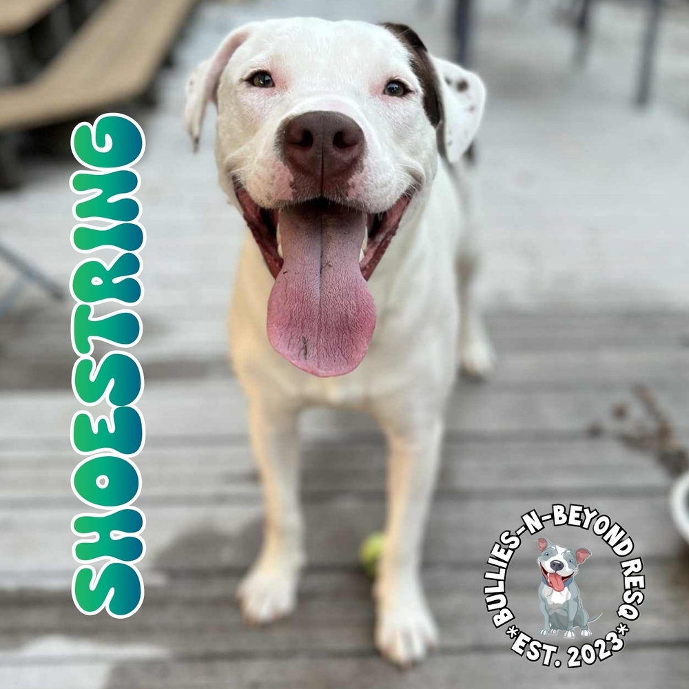 The Potato Litter: Shoestring, an adoptable Staffordshire Bull Terrier, Australian Cattle Dog / Blue Heeler in Omaha, NE, 68116 | Photo Image 1