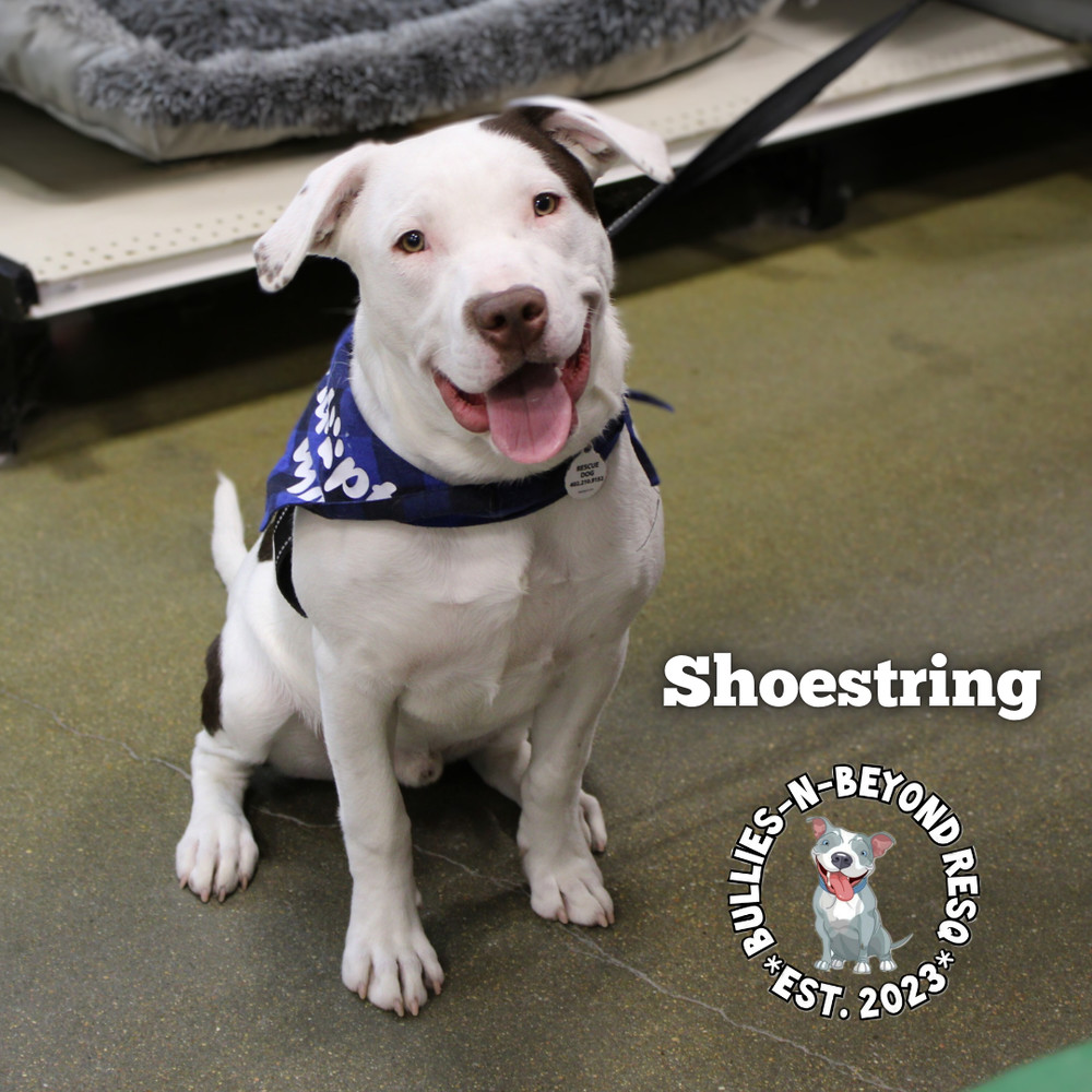 The Potato Litter: Shoestring, an adoptable Staffordshire Bull Terrier, Australian Cattle Dog / Blue Heeler in Omaha, NE, 68116 | Photo Image 2