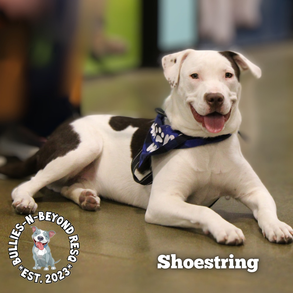 The Potato Litter: Shoestring, an adoptable Staffordshire Bull Terrier, Australian Cattle Dog / Blue Heeler in Omaha, NE, 68116 | Photo Image 3
