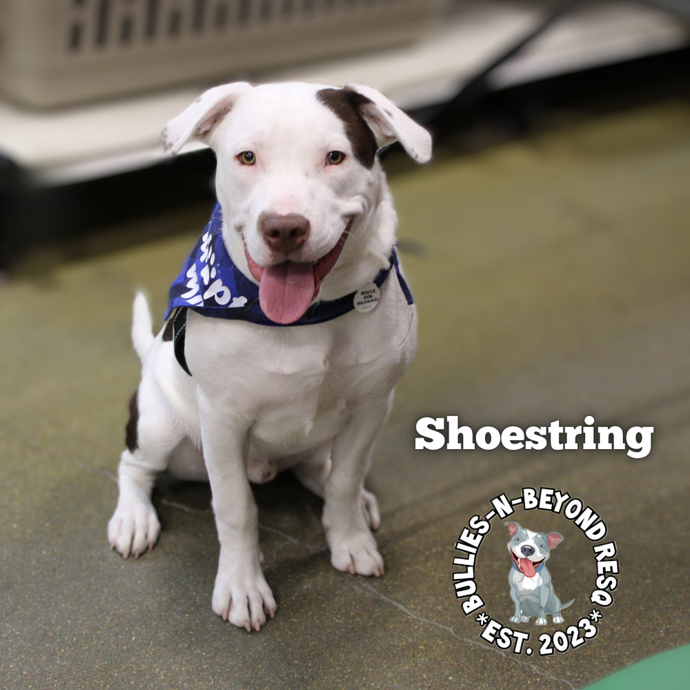 The Potato Litter: Shoestring, an adoptable Staffordshire Bull Terrier, Australian Cattle Dog / Blue Heeler in Omaha, NE, 68116 | Photo Image 4
