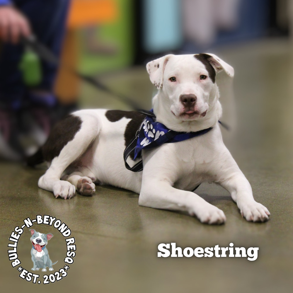 The Potato Litter: Shoestring, an adoptable Staffordshire Bull Terrier, Australian Cattle Dog / Blue Heeler in Omaha, NE, 68116 | Photo Image 5