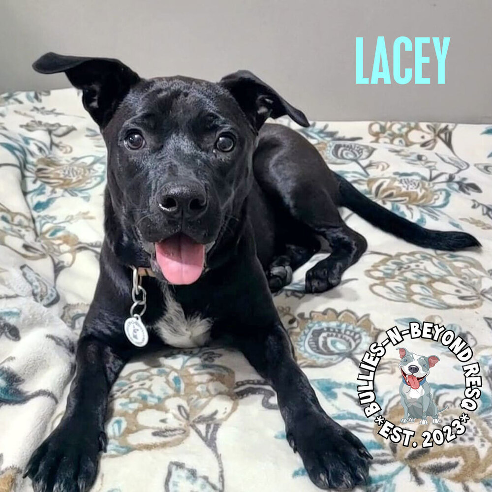 Lacey, an adoptable Terrier in Omaha, NE, 68116 | Photo Image 1