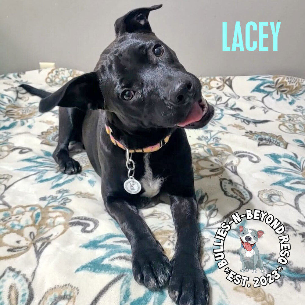 Lacey, an adoptable Terrier in Omaha, NE, 68116 | Photo Image 3