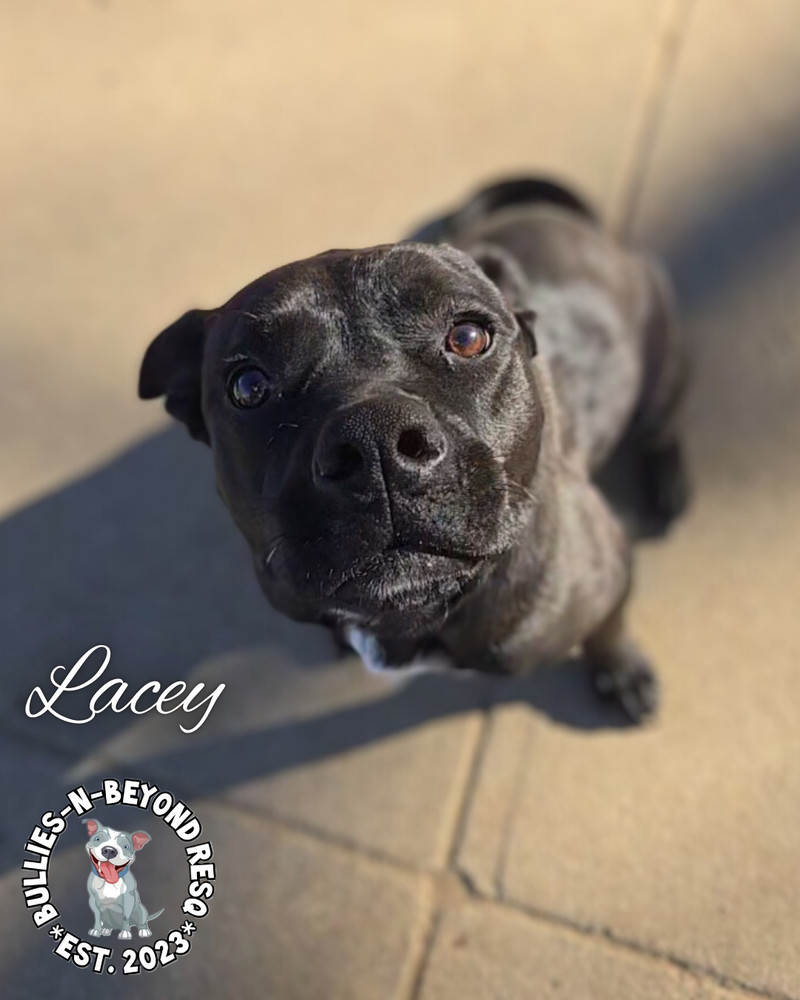 Lacey, an adoptable Terrier in Omaha, NE, 68116 | Photo Image 4