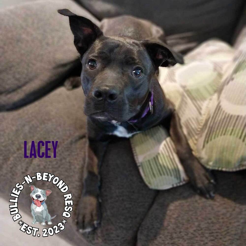 Lacey, an adoptable Terrier in Omaha, NE, 68116 | Photo Image 5