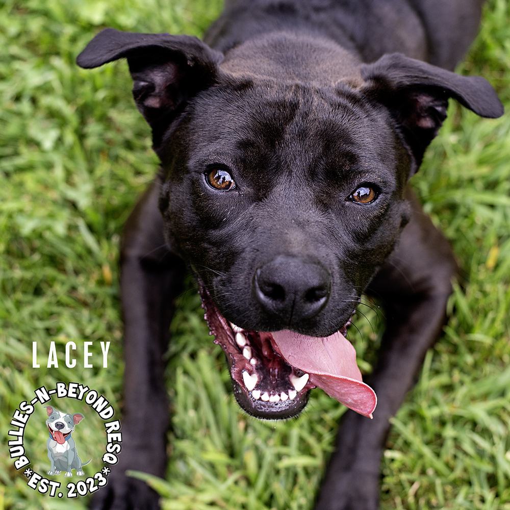 Lacey, an adoptable Terrier in Omaha, NE, 68116 | Photo Image 6
