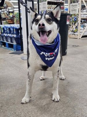 Adele, Baby Female Siberian Husky