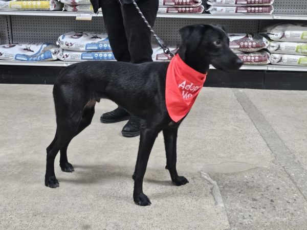 Drumstick thumbnail 3