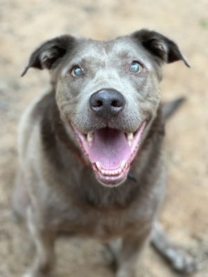 Sterling - PLEASE READ ALL INFORMATION, Adult Male Weimaraner