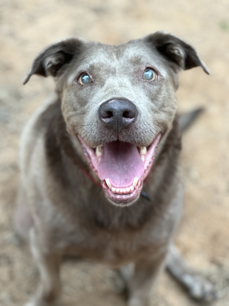 Sterling - PLEASE READ ALL INFORMATION, an adoptable Weimaraner, Labrador Retriever in Greenville, SC, 29607 | Photo Image 1