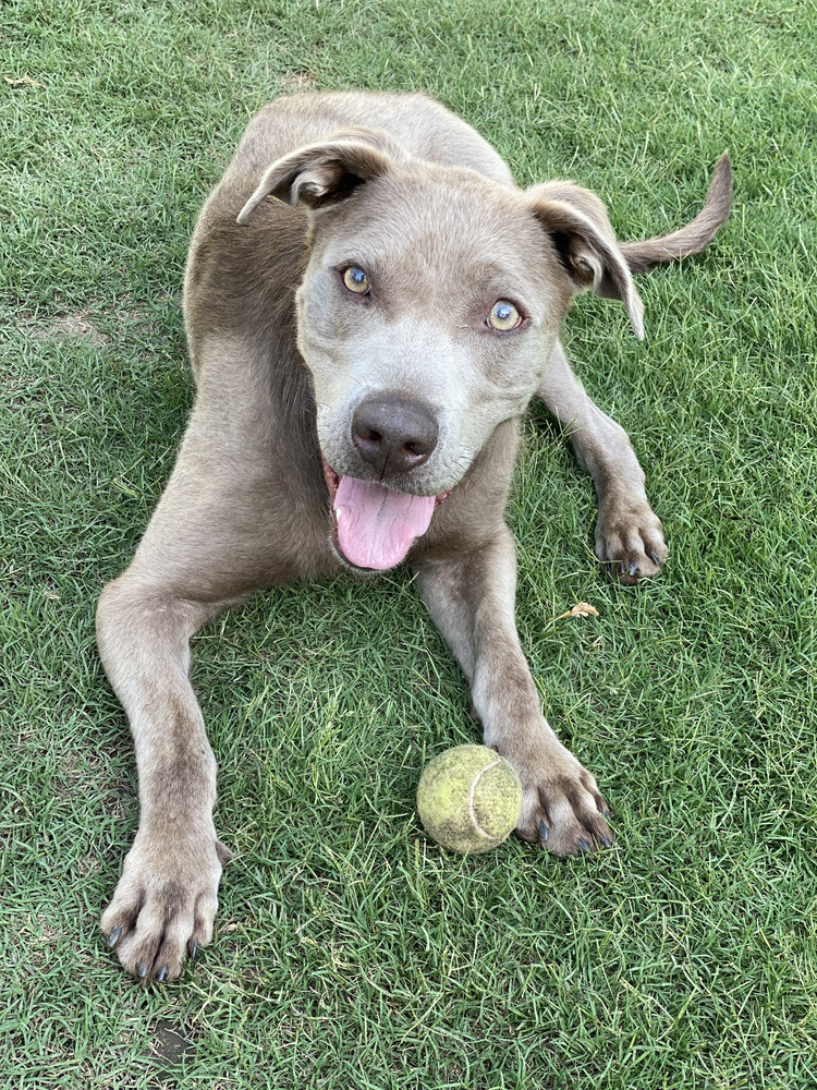 Sterling - PLEASE READ ALL INFORMATION, an adoptable Weimaraner, Labrador Retriever in Greenville, SC, 29607 | Photo Image 2