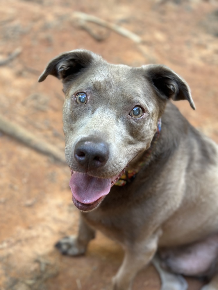 Sterling - PLEASE READ ALL INFORMATION, an adoptable Weimaraner, Labrador Retriever in Greenville, SC, 29607 | Photo Image 4