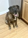 Layla - PLEASE READ ALL INFORMATION photo 1