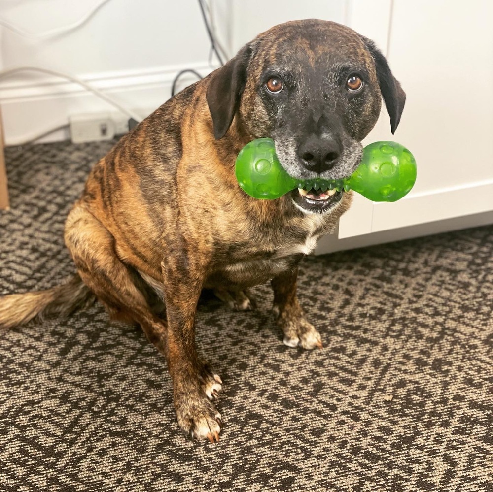 Layla - PLEASE READ ALL INFORMATION