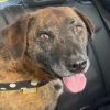 Layla - PLEASE READ ALL INFORMATION photo 3