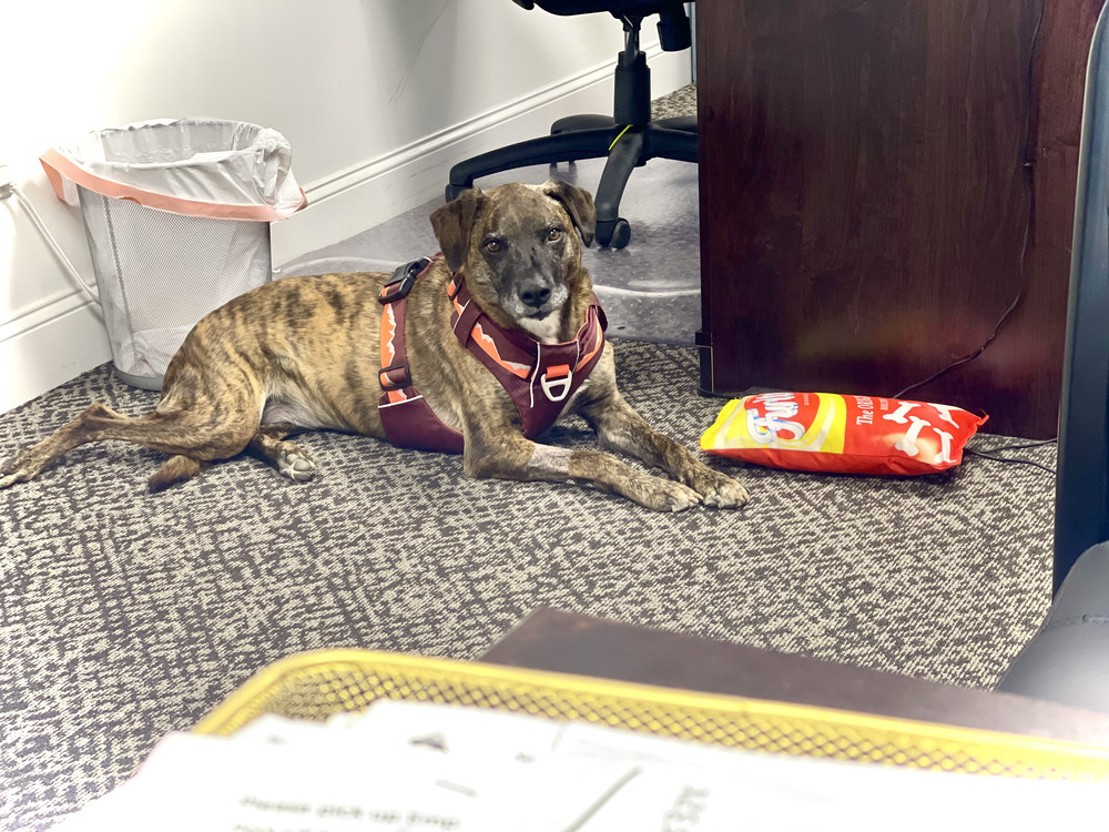 Layla - PLEASE READ ALL INFORMATION