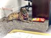 Layla - PLEASE READ ALL INFORMATION photo 4