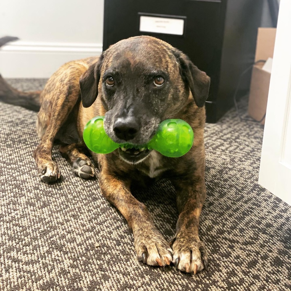 Layla - PLEASE READ ALL INFORMATION