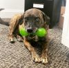 Layla - PLEASE READ ALL INFORMATION photo 5