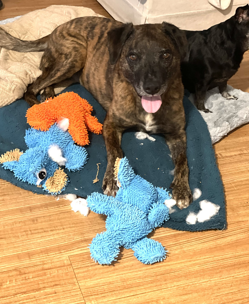 Layla - PLEASE READ ALL INFORMATION
