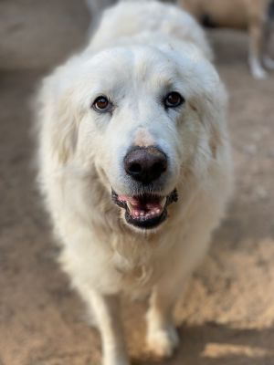 Libby - PLEASE READ ALL INFORMATION, Adult Female Great Pyrenees