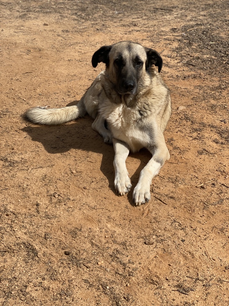 Theo - PLEASE READ ALL INFORMATION