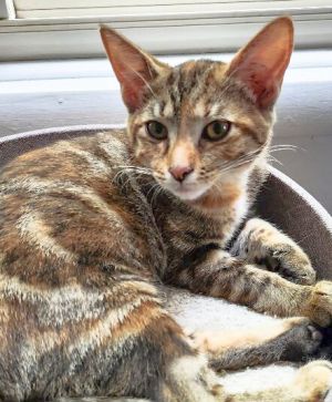Sue Bird, Adult Female Domestic Short Hair