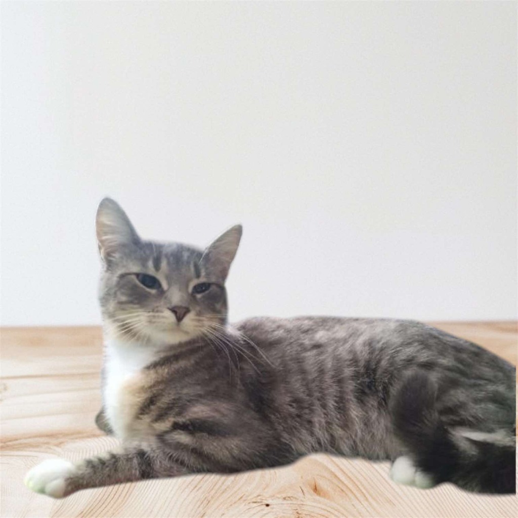 Kielbasa, an adoptable Domestic Short Hair in Fond Du Lac, WI, 54935 | Photo Image 2