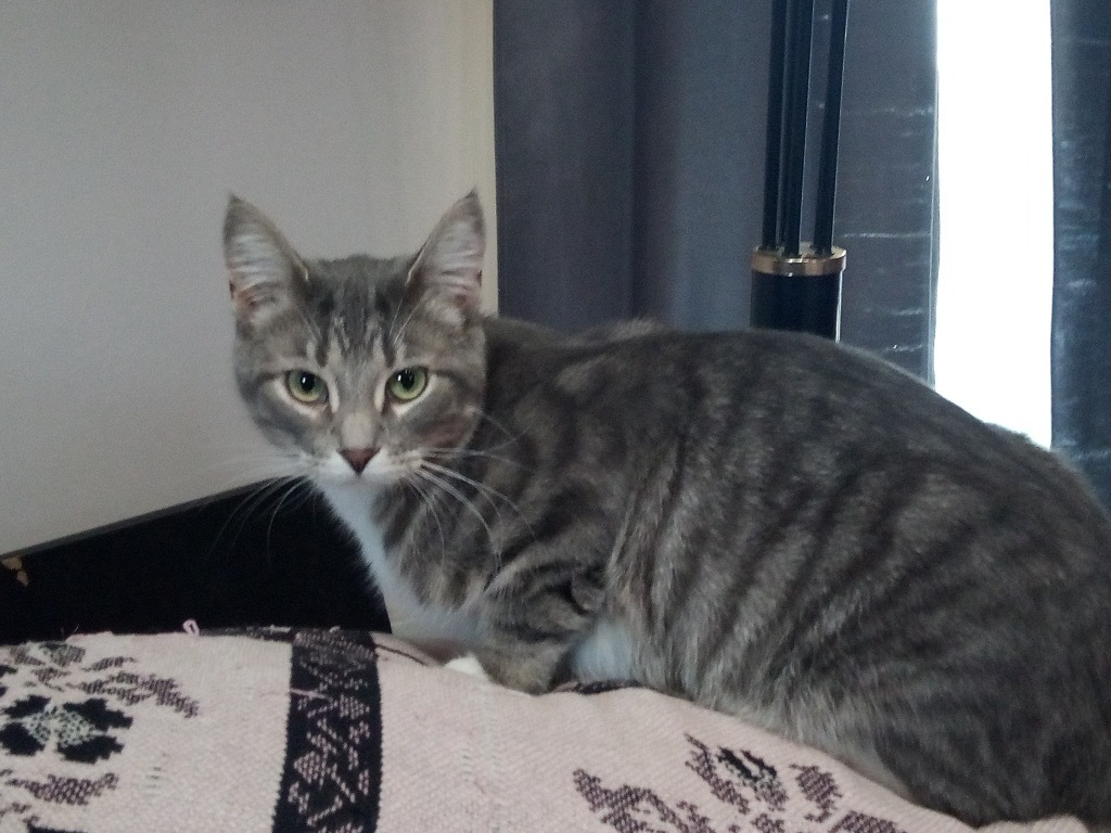 Kielbasa, an adoptable Domestic Short Hair in Fond Du Lac, WI, 54935 | Photo Image 3