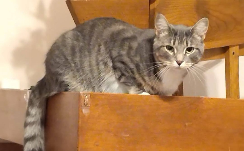 Kielbasa, an adoptable Domestic Short Hair in Fond Du Lac, WI, 54935 | Photo Image 3