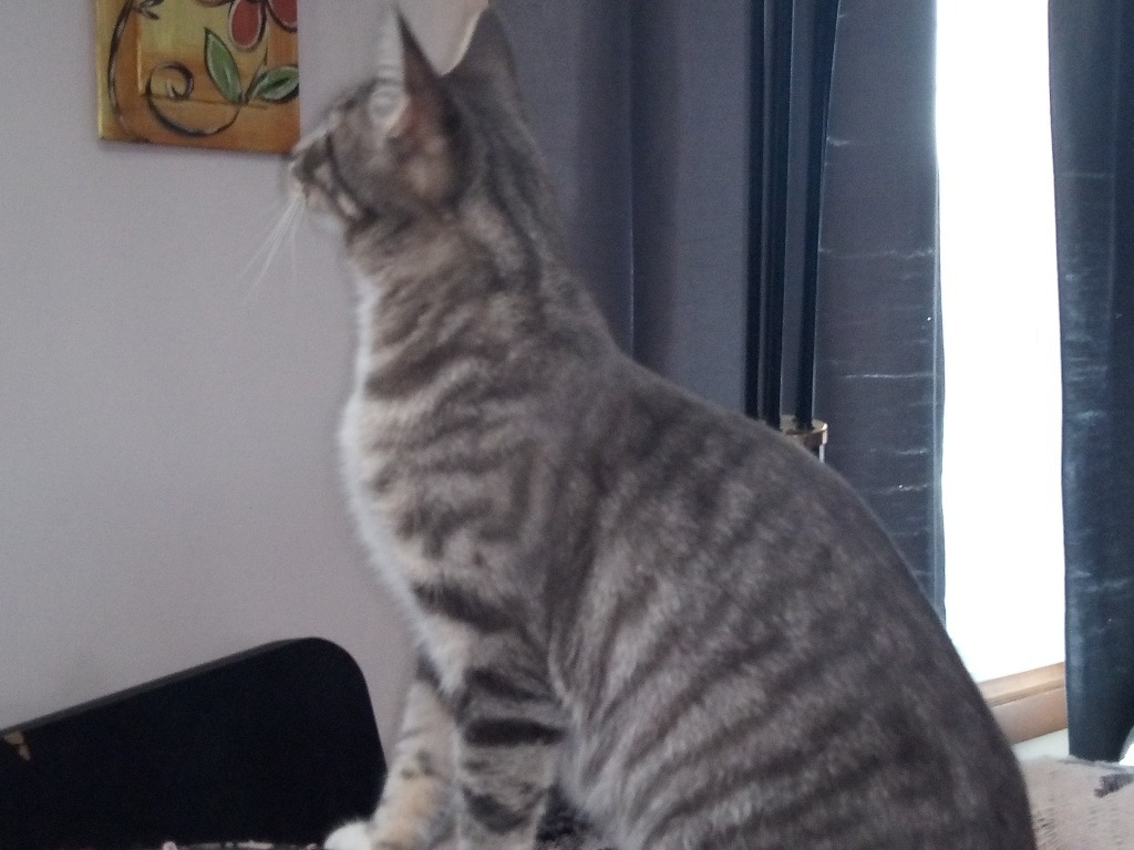 Kielbasa, an adoptable Domestic Short Hair in Fond Du Lac, WI, 54935 | Photo Image 3