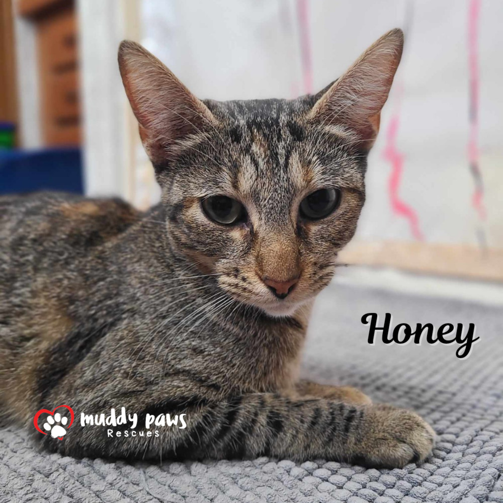 Honey, an adoptable Domestic Short Hair in Council Bluffs, IA, 51503 | Photo Image 1
