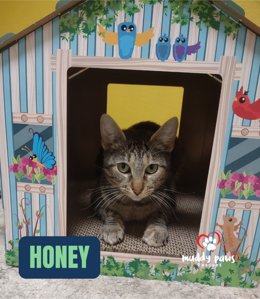 Honey, an adoptable Domestic Short Hair in Council Bluffs, IA, 51503 | Photo Image 2
