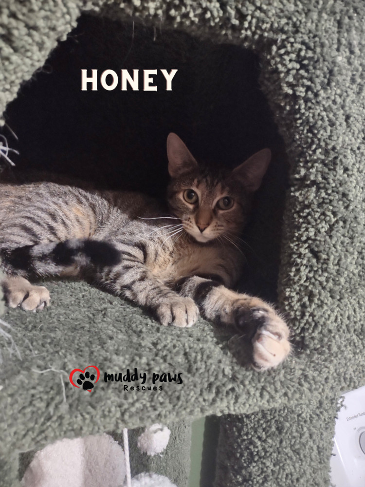 Honey, an adoptable Domestic Short Hair in Council Bluffs, IA, 51503 | Photo Image 3