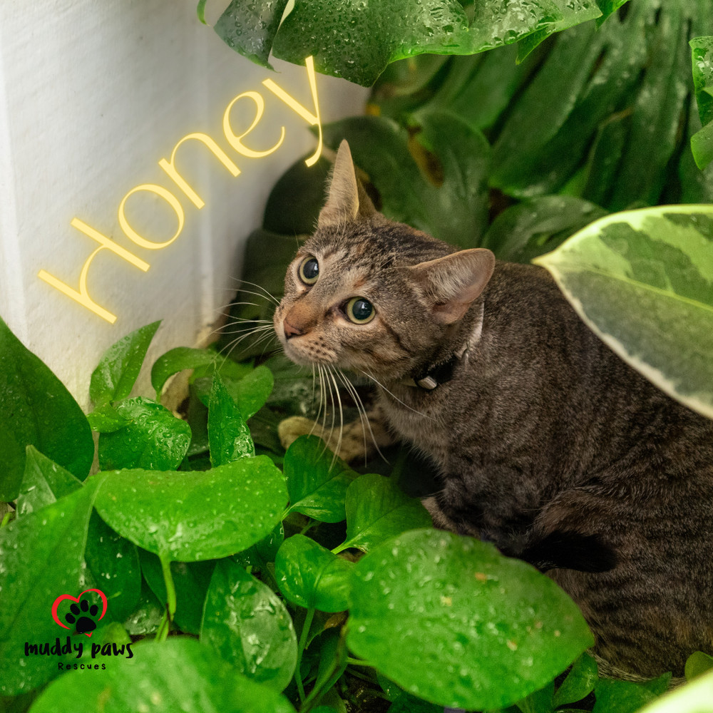 Honey, an adoptable Domestic Short Hair in Council Bluffs, IA, 51503 | Photo Image 4