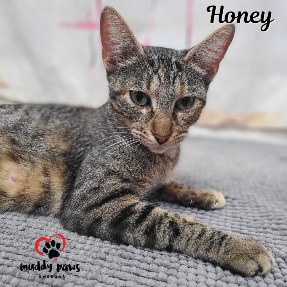 Honey, an adoptable Domestic Short Hair in Council Bluffs, IA, 51503 | Photo Image 5