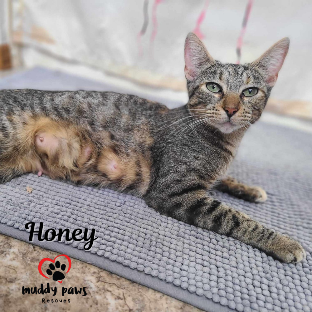 Honey, an adoptable Domestic Short Hair in Council Bluffs, IA, 51503 | Photo Image 6