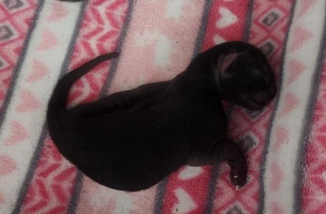 Midnight, an adoptable Domestic Short Hair in Brownwood, TX, 76801 | Photo Image 1