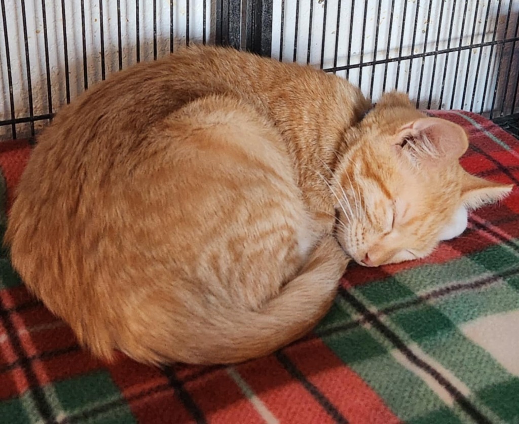 M40 nka Mr Potato Head, an adoptable Domestic Short Hair in Minot, ND, 58701 | Photo Image 1