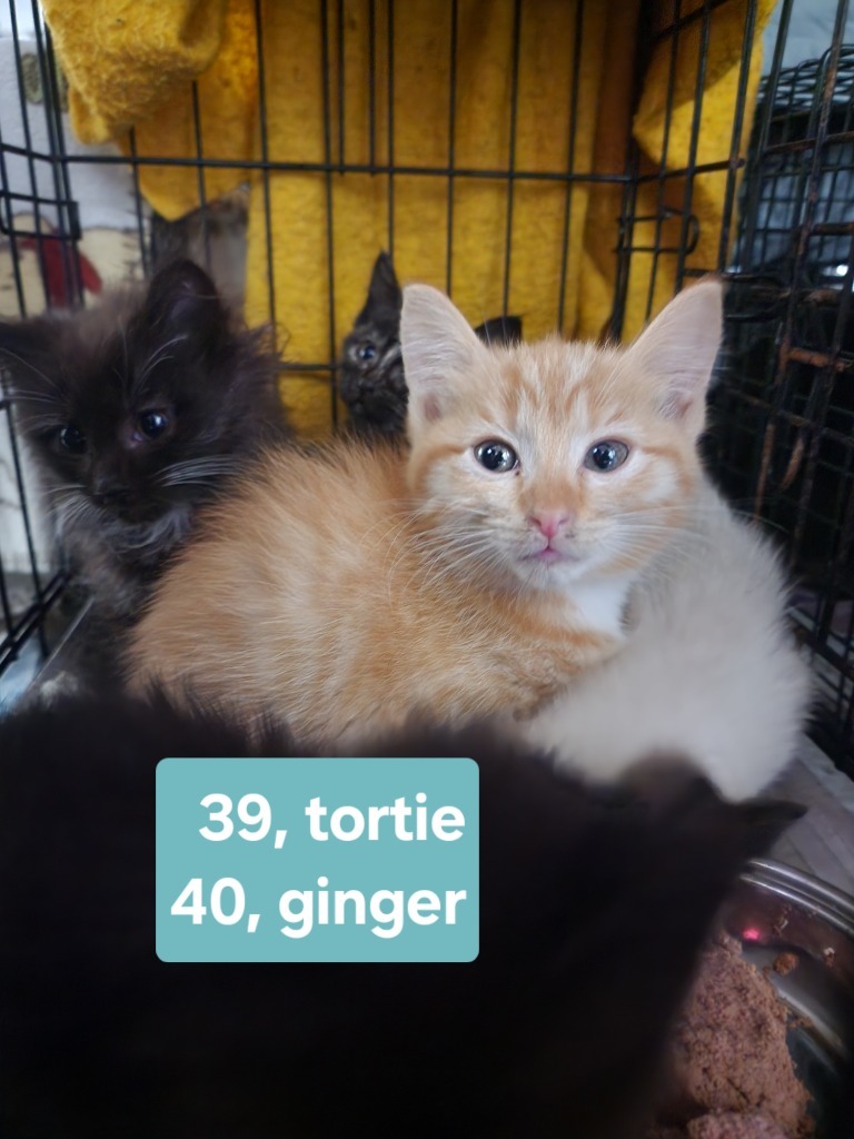 M40 nka Mr Potato Head, an adoptable Domestic Short Hair in Minot, ND, 58701 | Photo Image 2