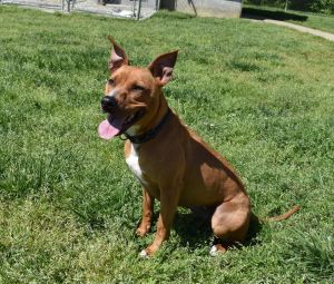 Ellie, Adult Female Boxer
